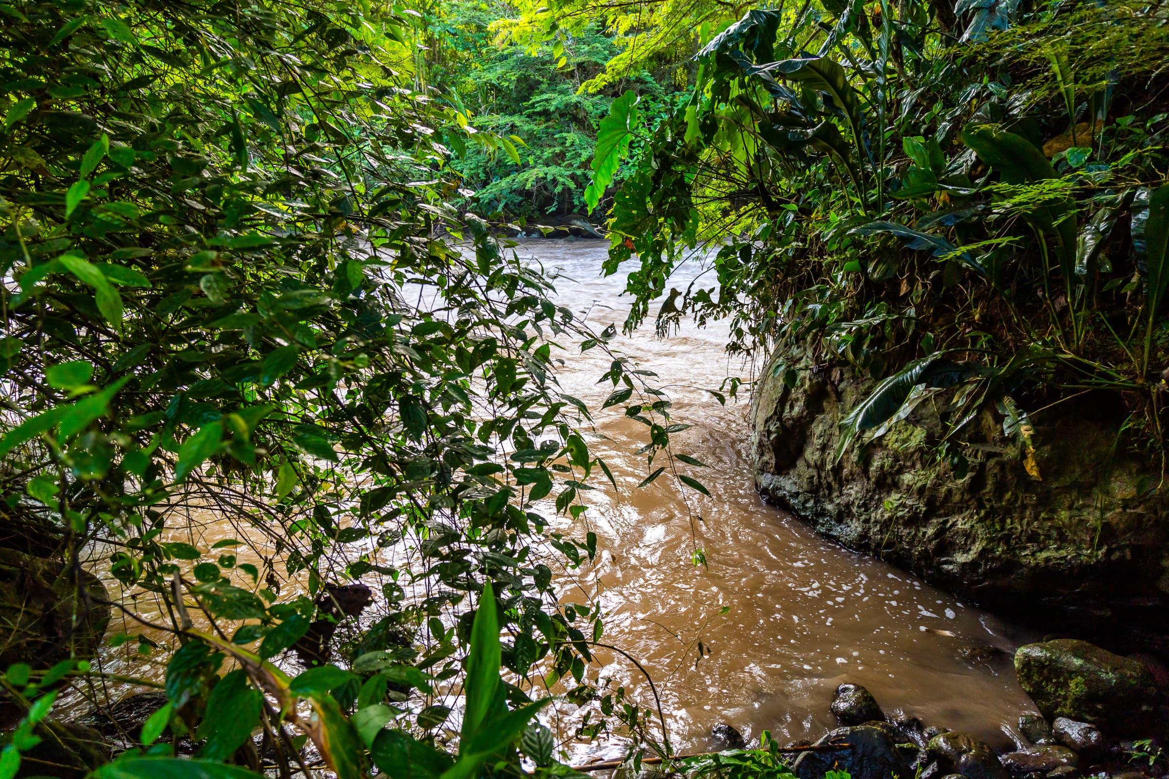 Chocó Andino highlight 2