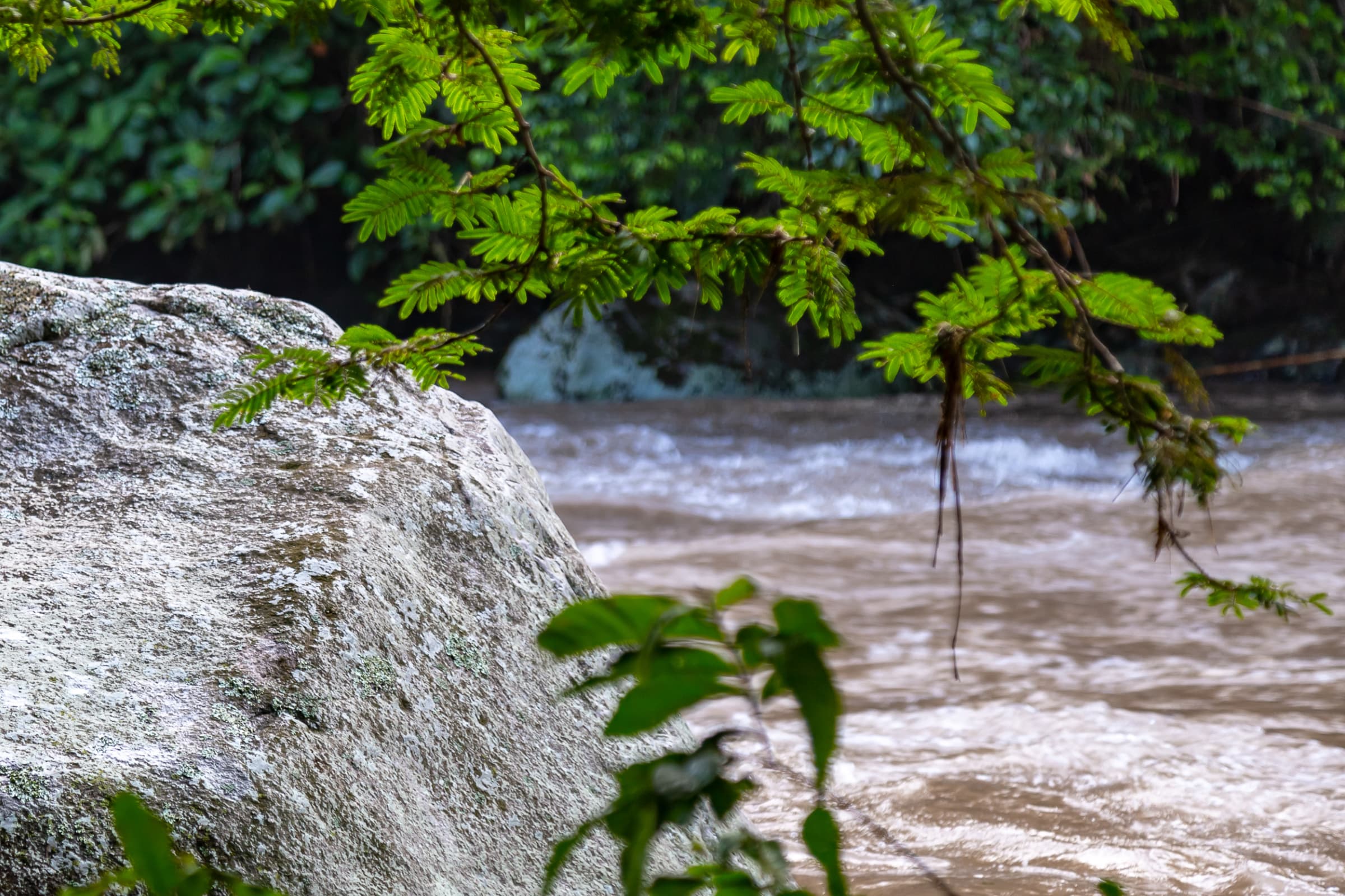 Chocó Andino highlight 3