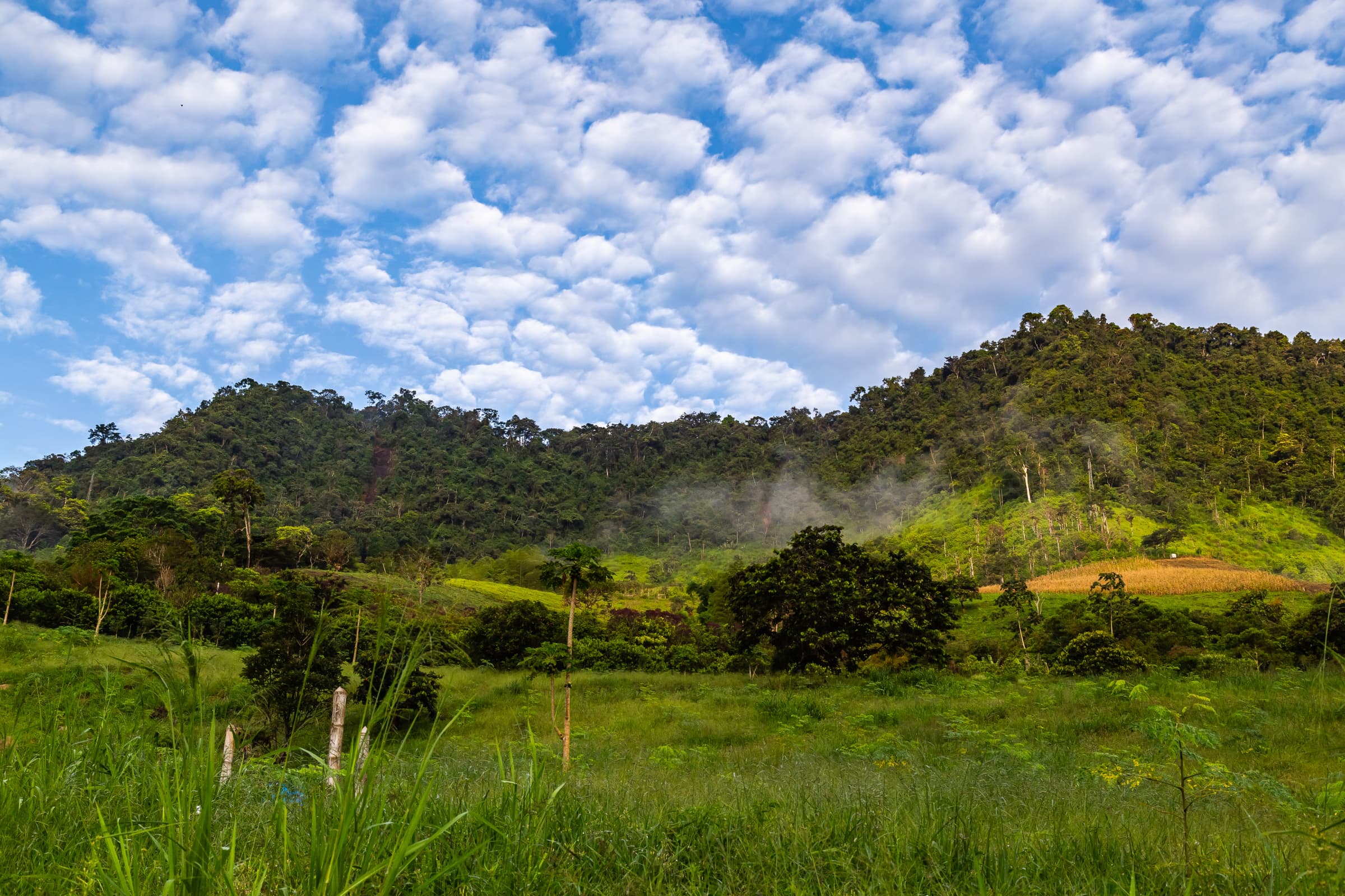 Chocó Andino highlight 4