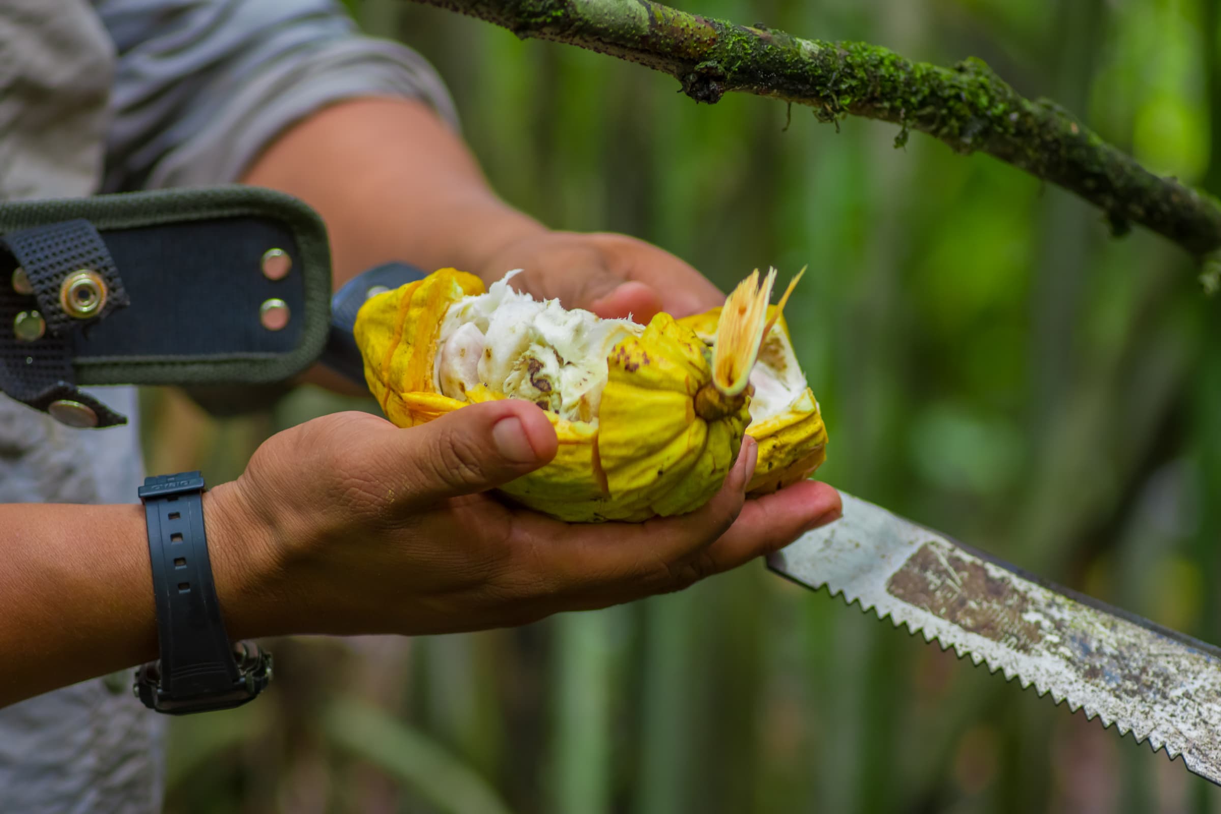 Cuyabeno highlight 4