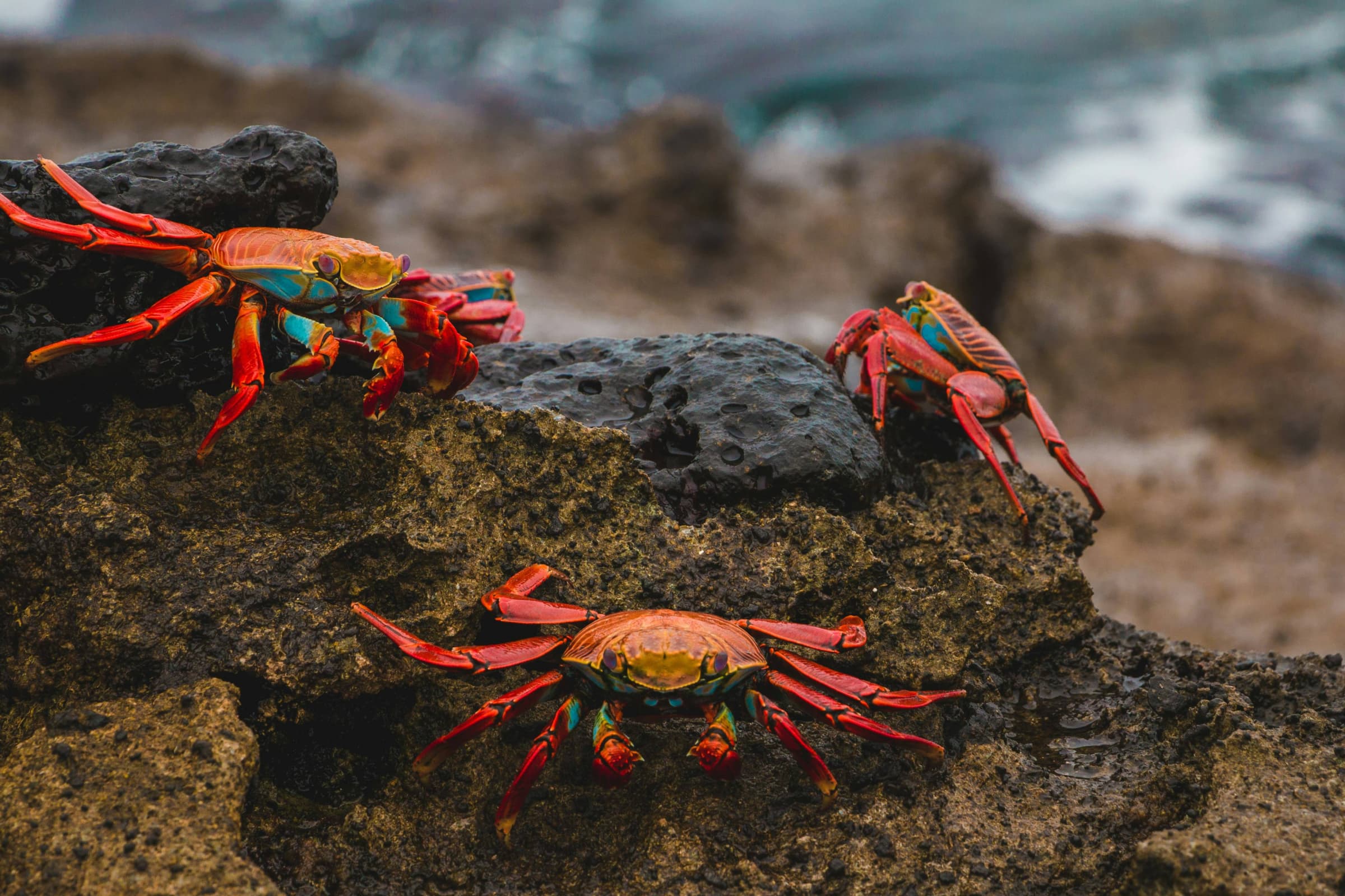 Galapagos highlight 3