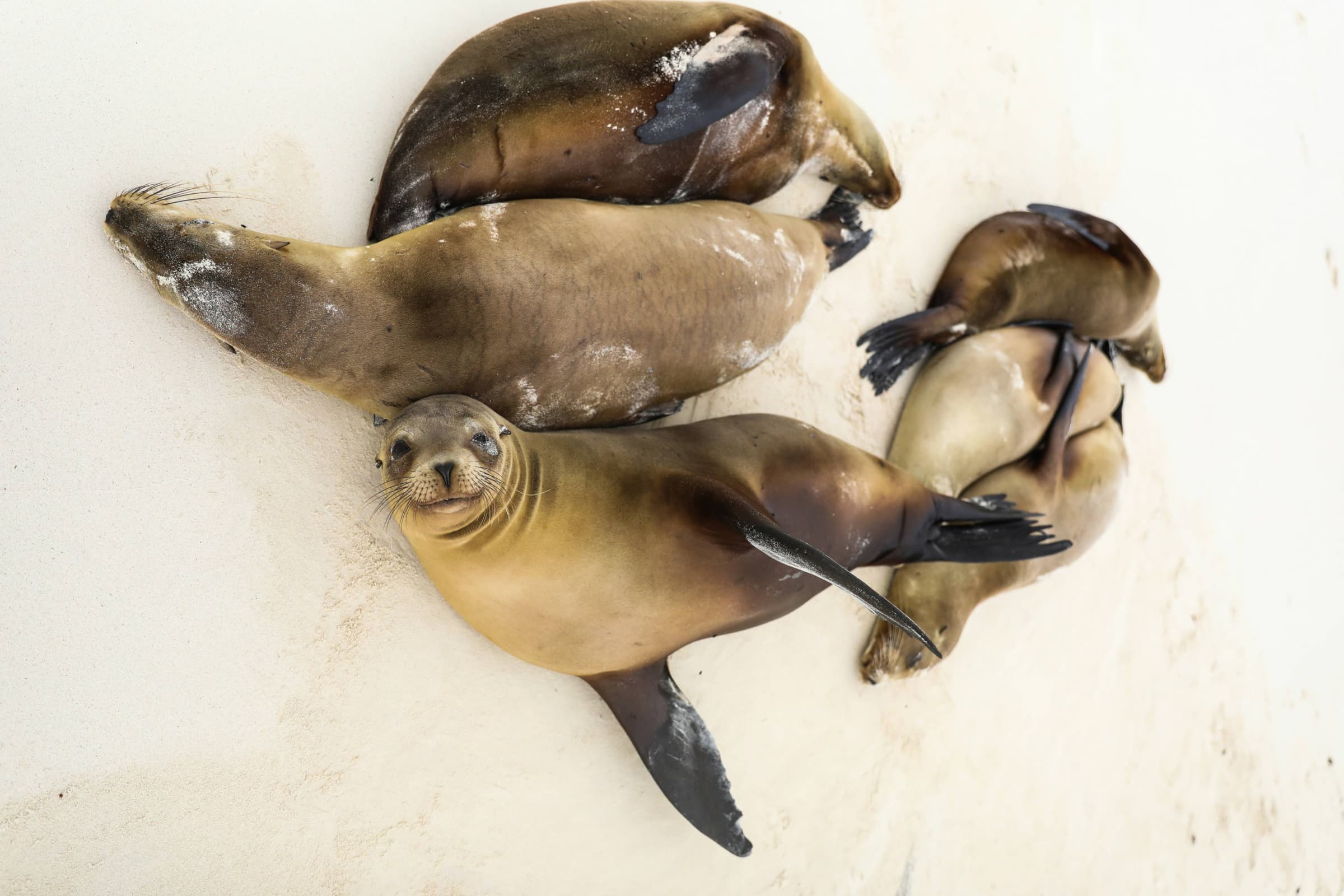 Galapagos highlight 5