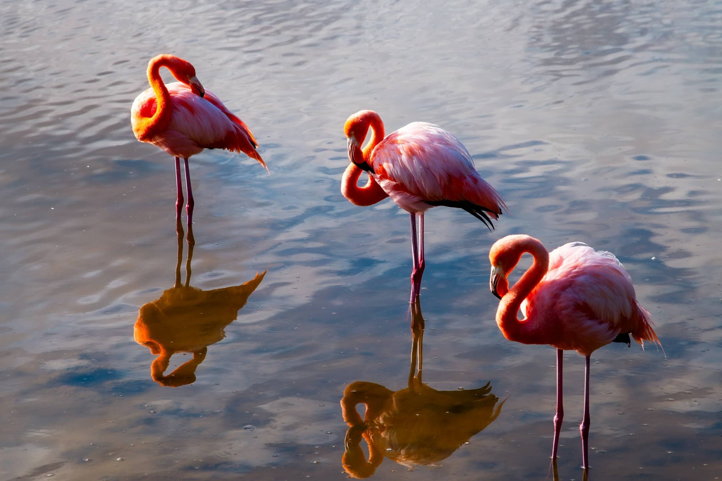 Galapagos highlight 6