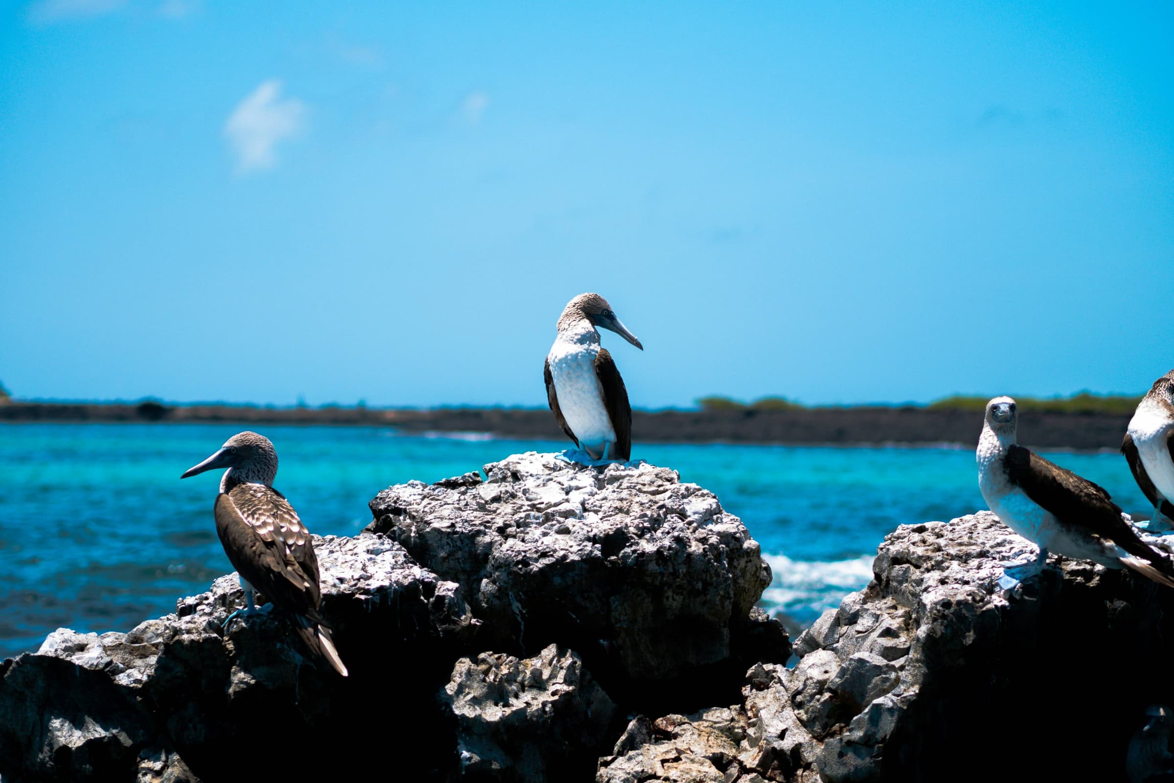 Galapagos highlight 7