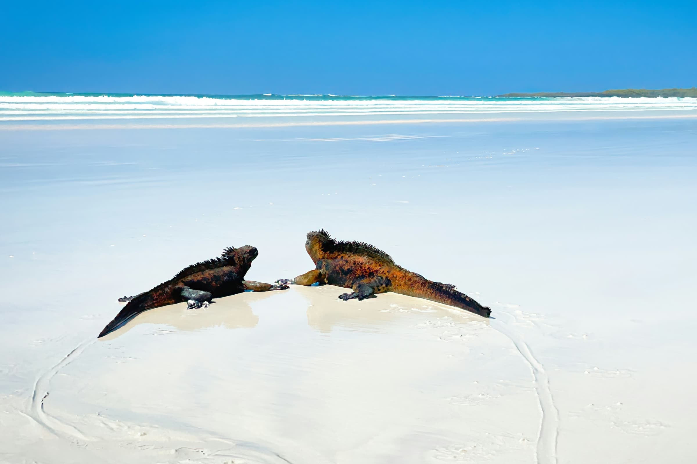 Galapagos highlight 8