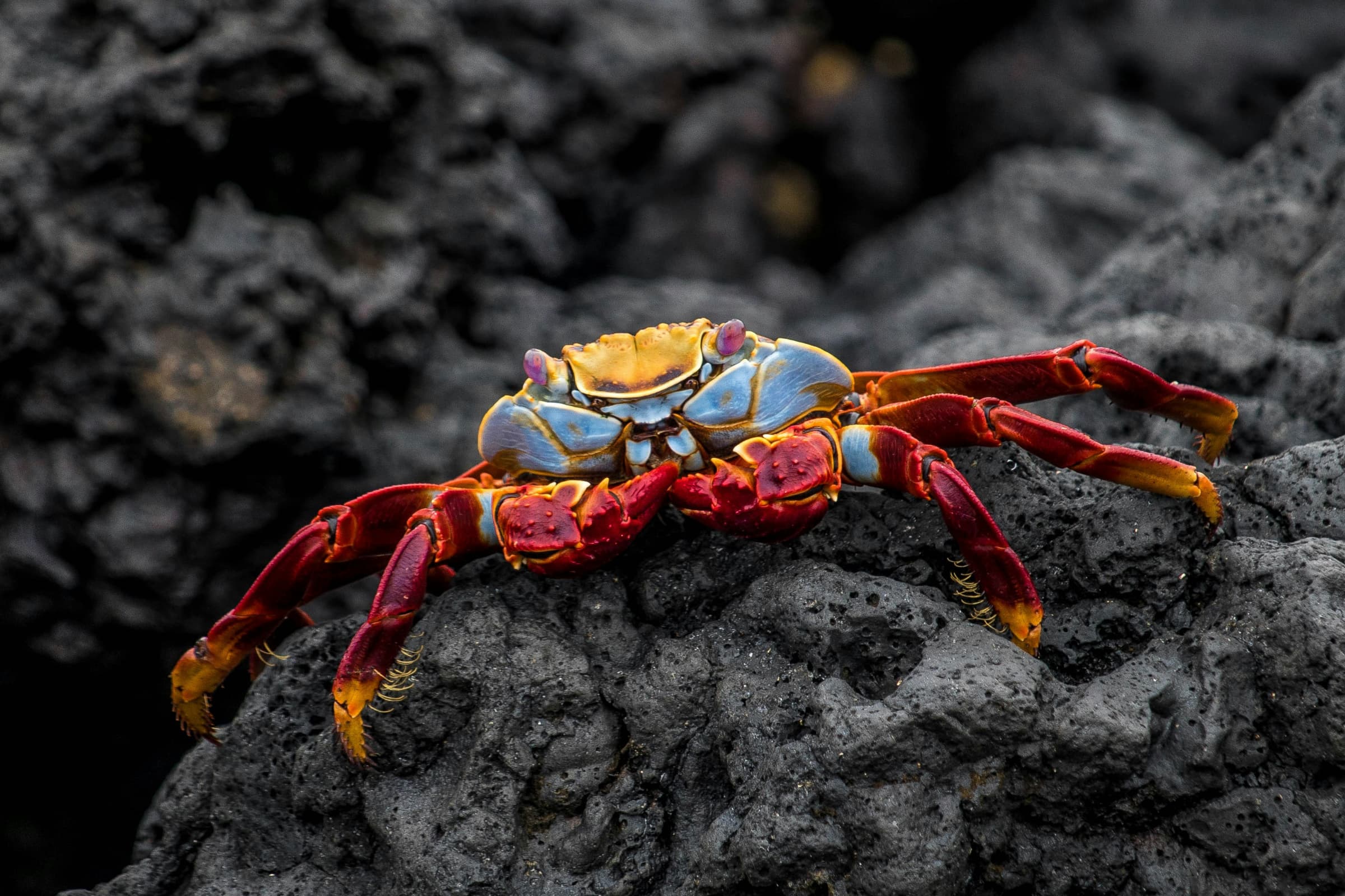 Galapagos highlight 9