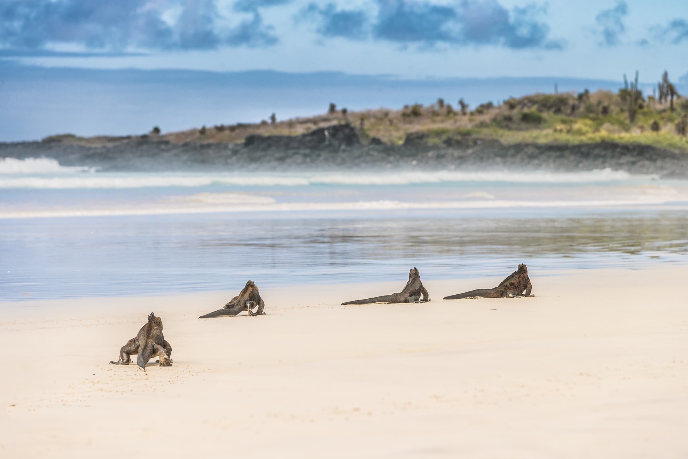 Santa Cruz highlight 1