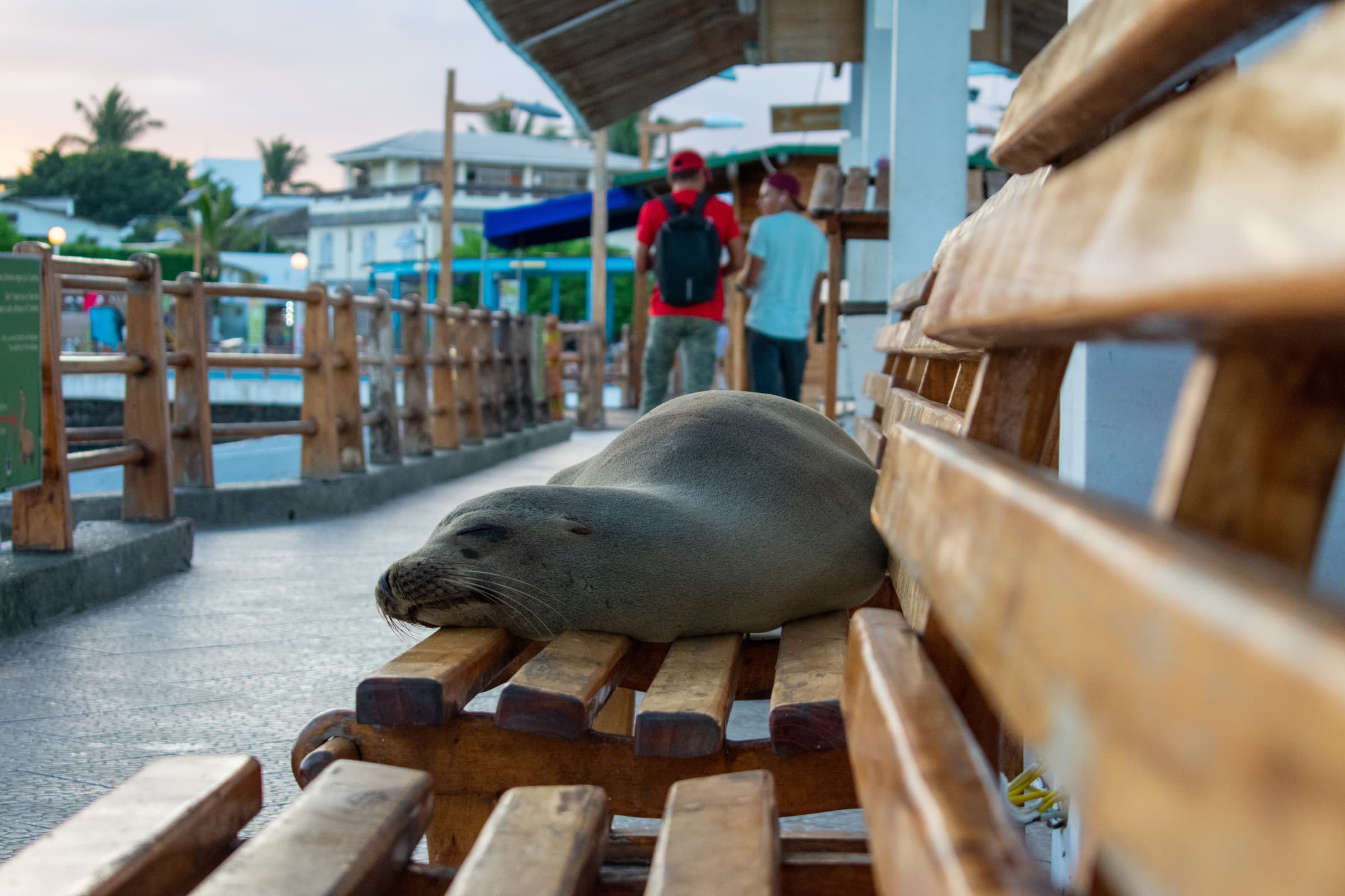 Santa Cruz highlight 3