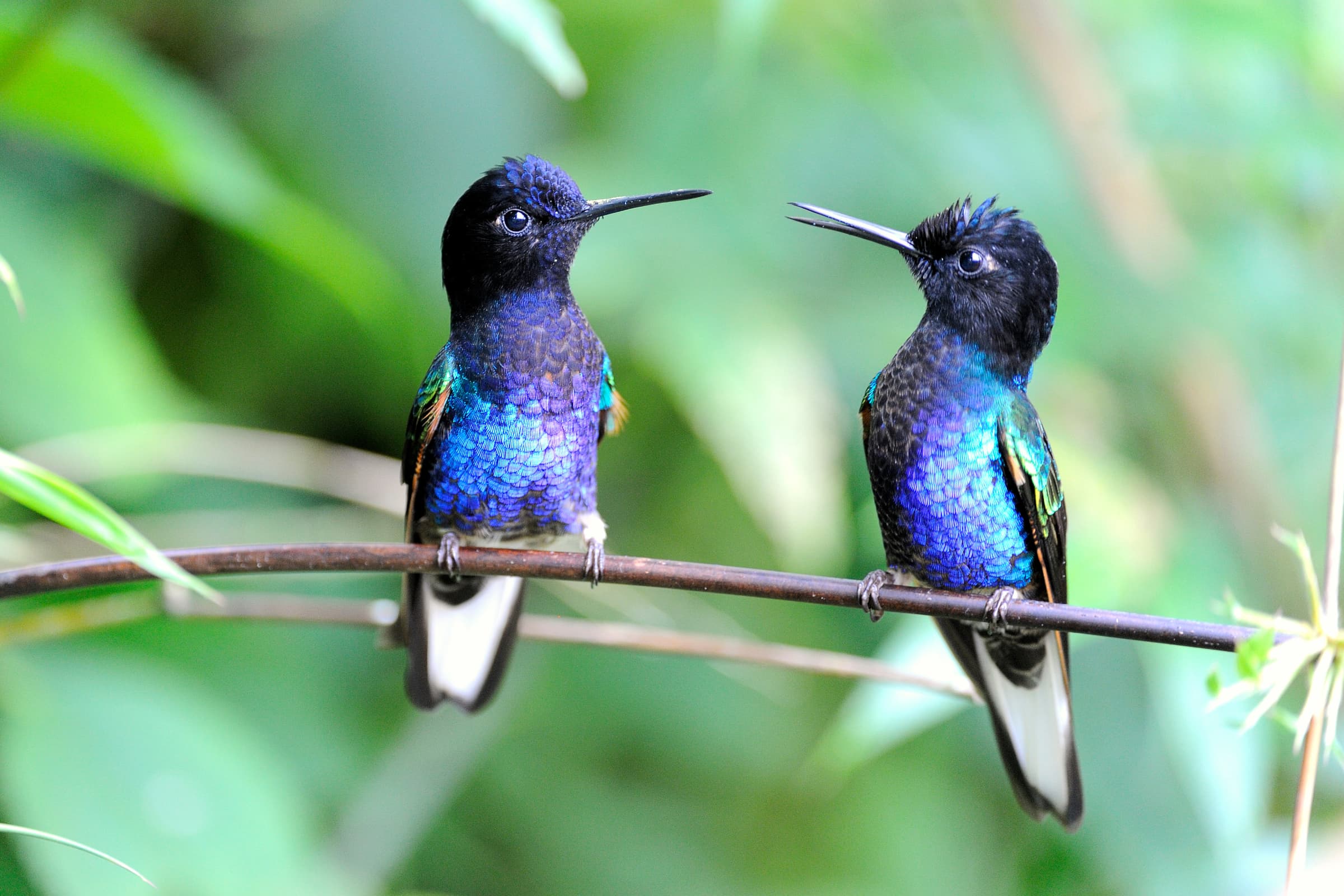 Wildlife gallery image 2