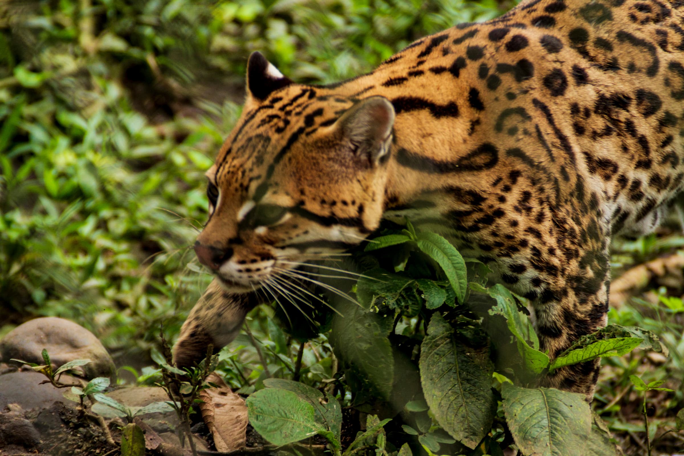 Wildlife gallery image 6