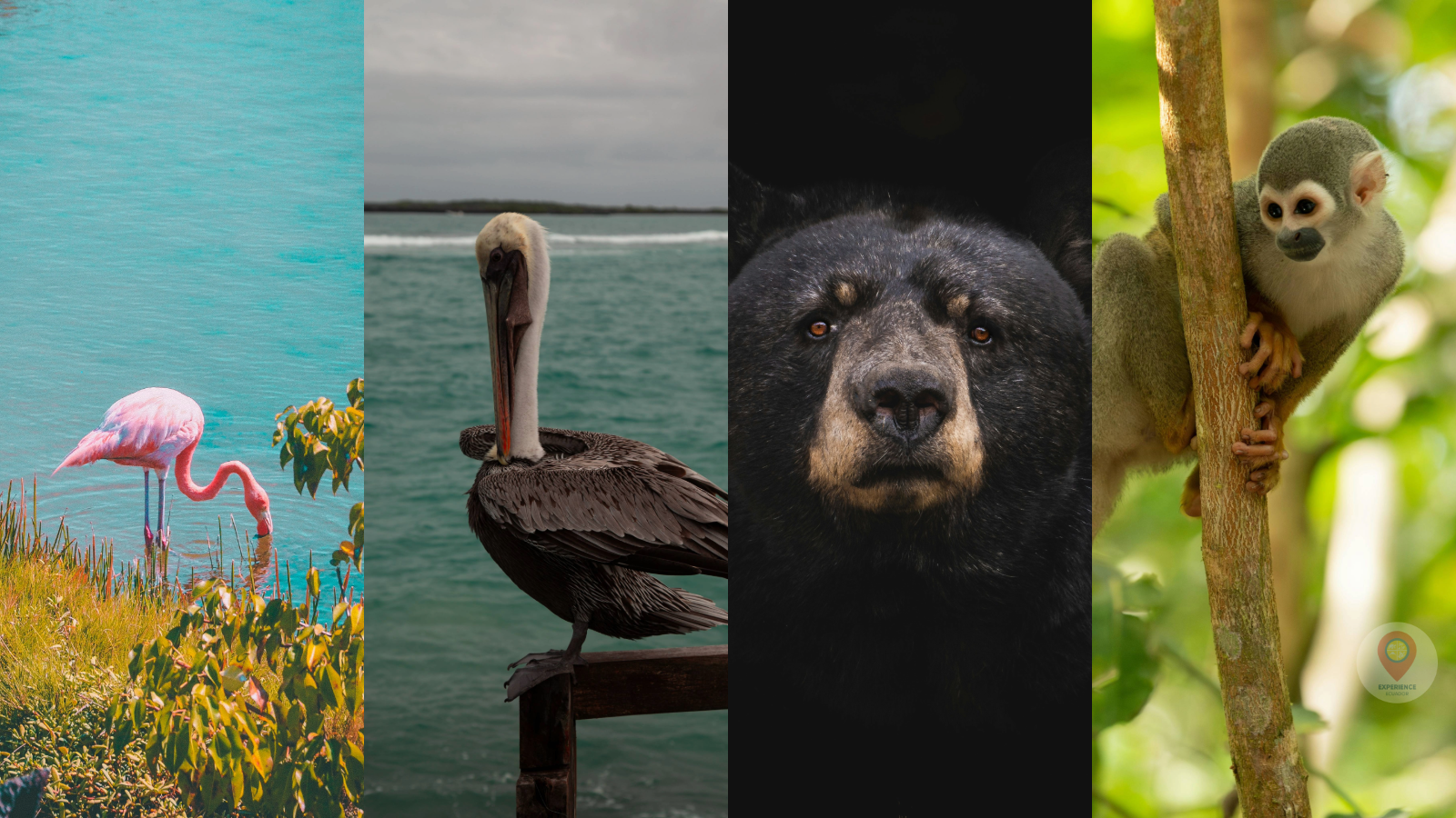 Wildlife and birding in Ecuador