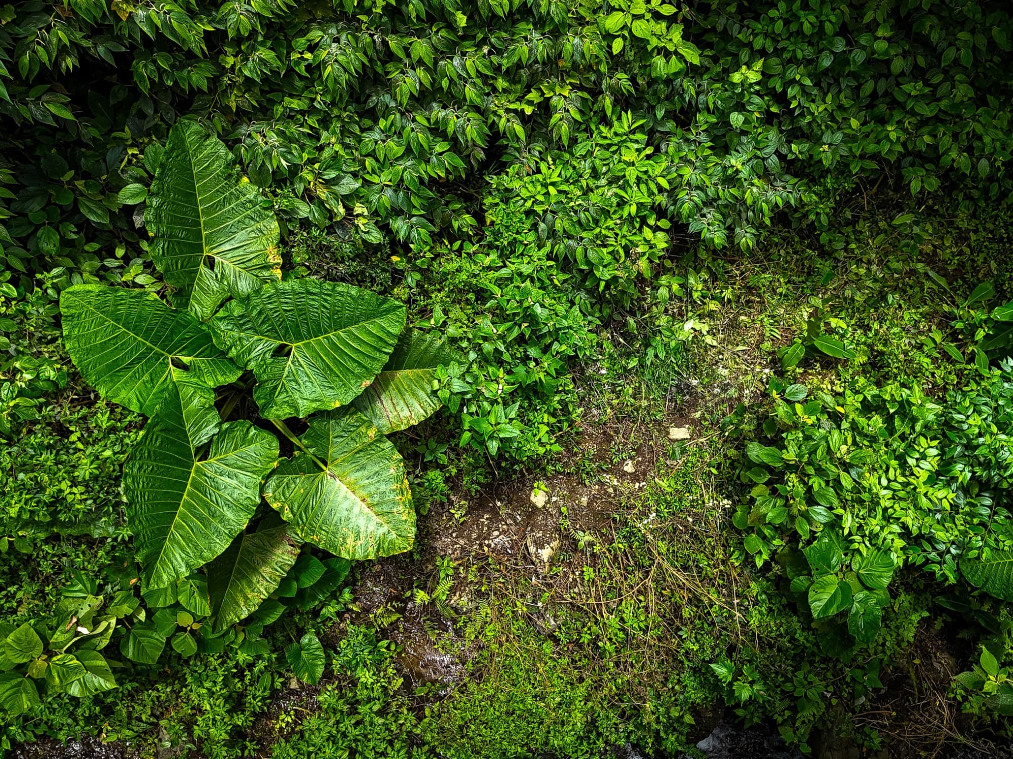 Nature experience in Chocó Andino, Ecuador with forest routes and biodiversity context