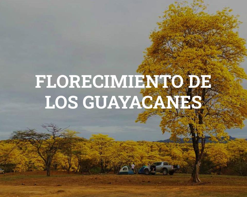 Guayacanes bloom in Loja, Ecuador
