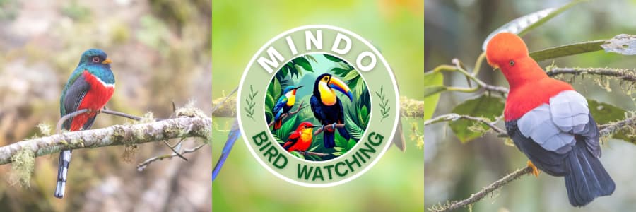 Mindo Bird Watching in the cloud forest