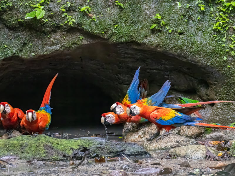 Yasuní National Park
