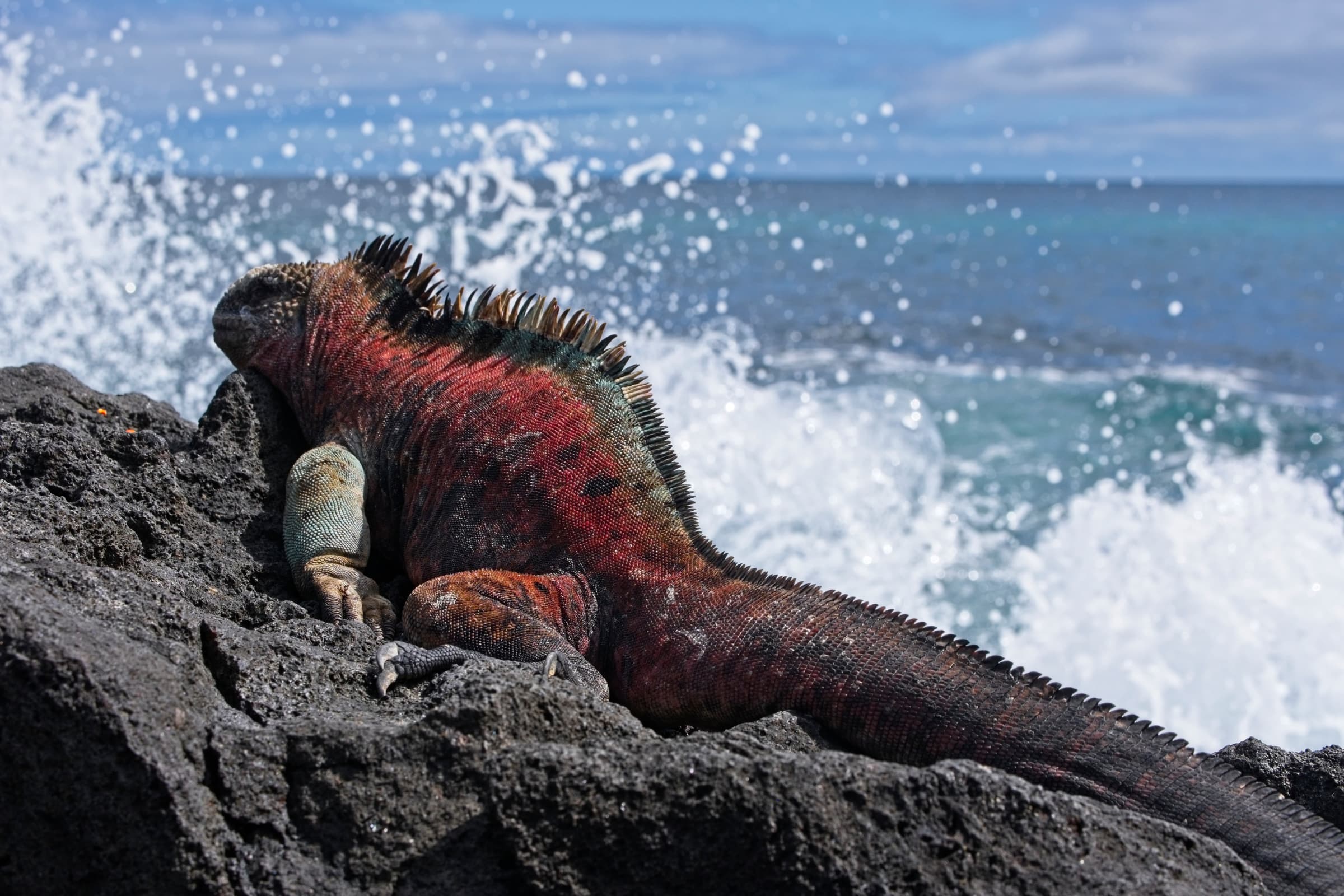 Floreana highlight 2