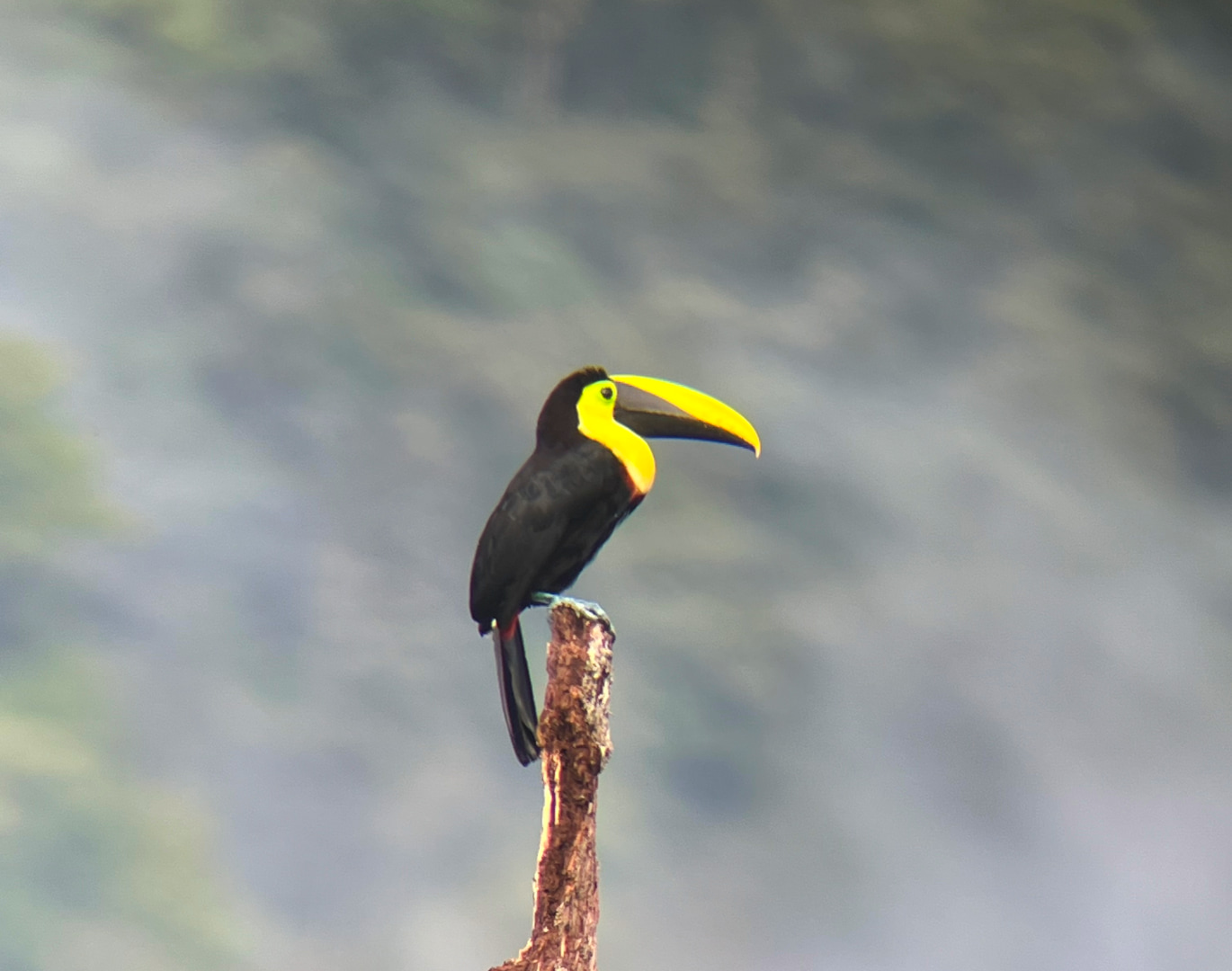 Birdwatching guide experience in Mindo cloud forest, Ecuador